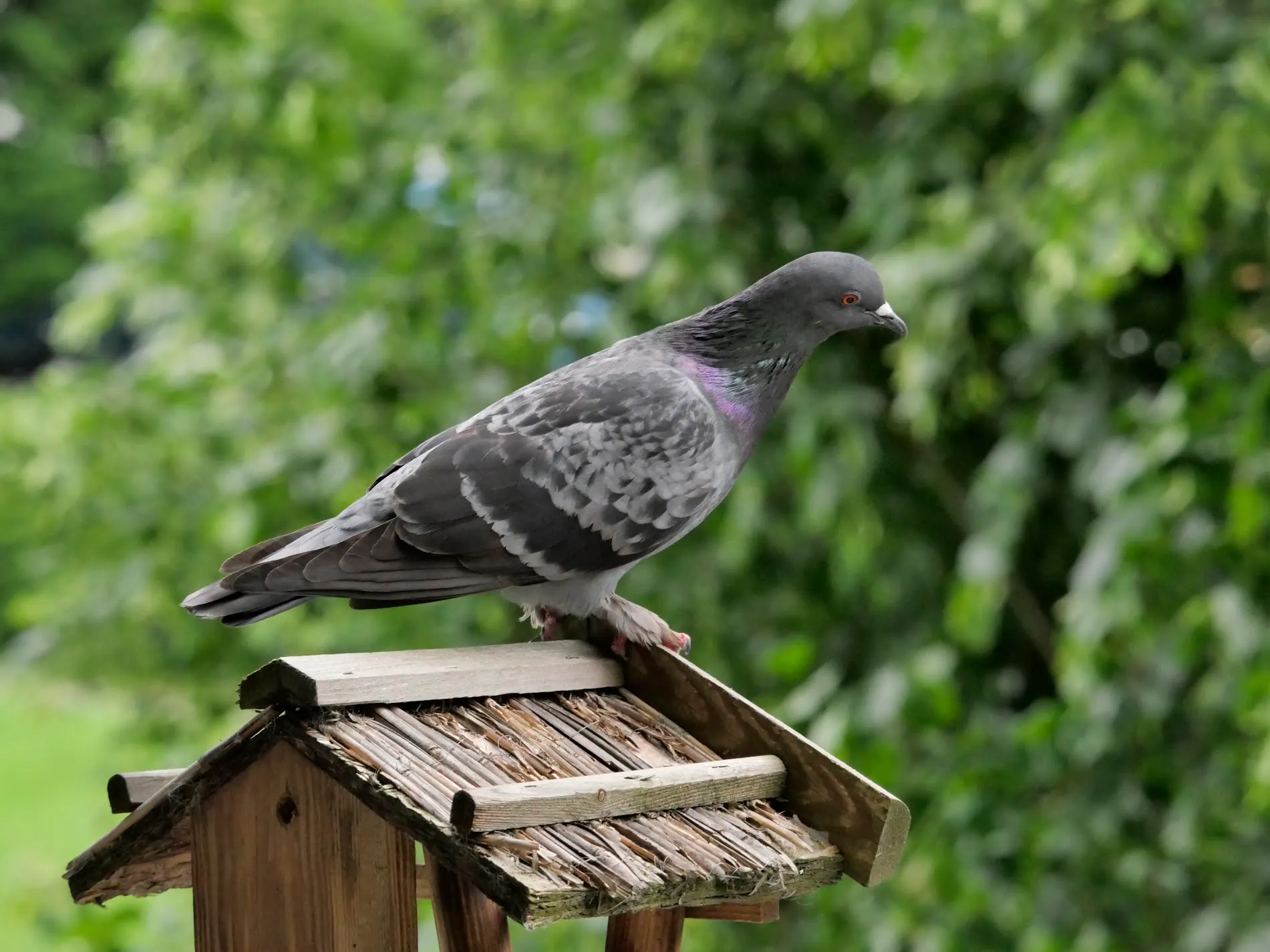 Taube auf einem Holzvogelhaus
