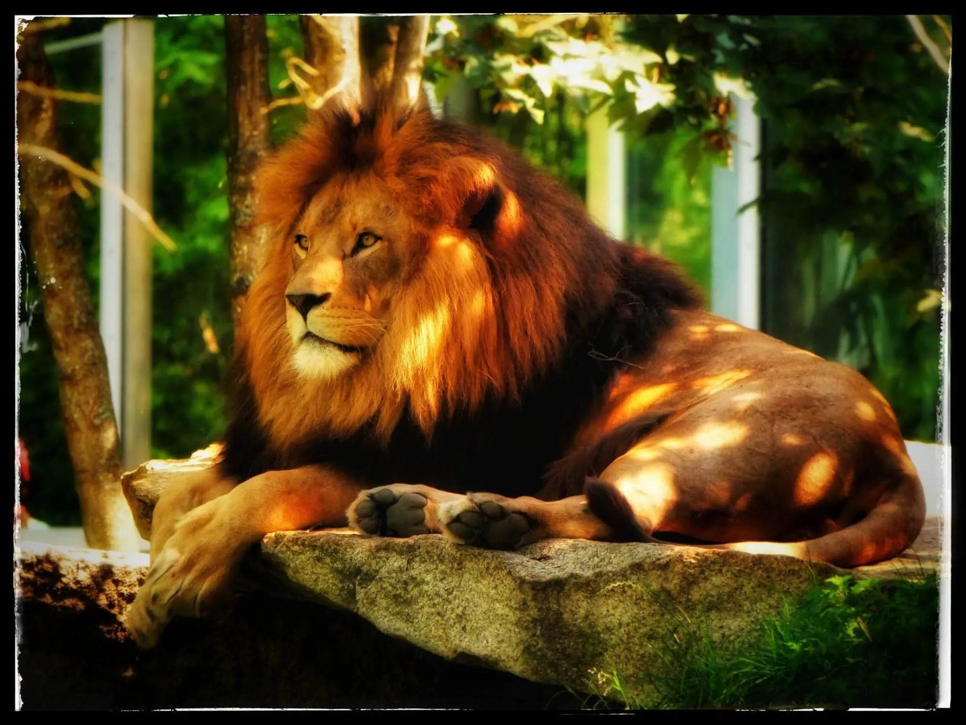 Ruhender Löwe im Tierpark Hellabrunn