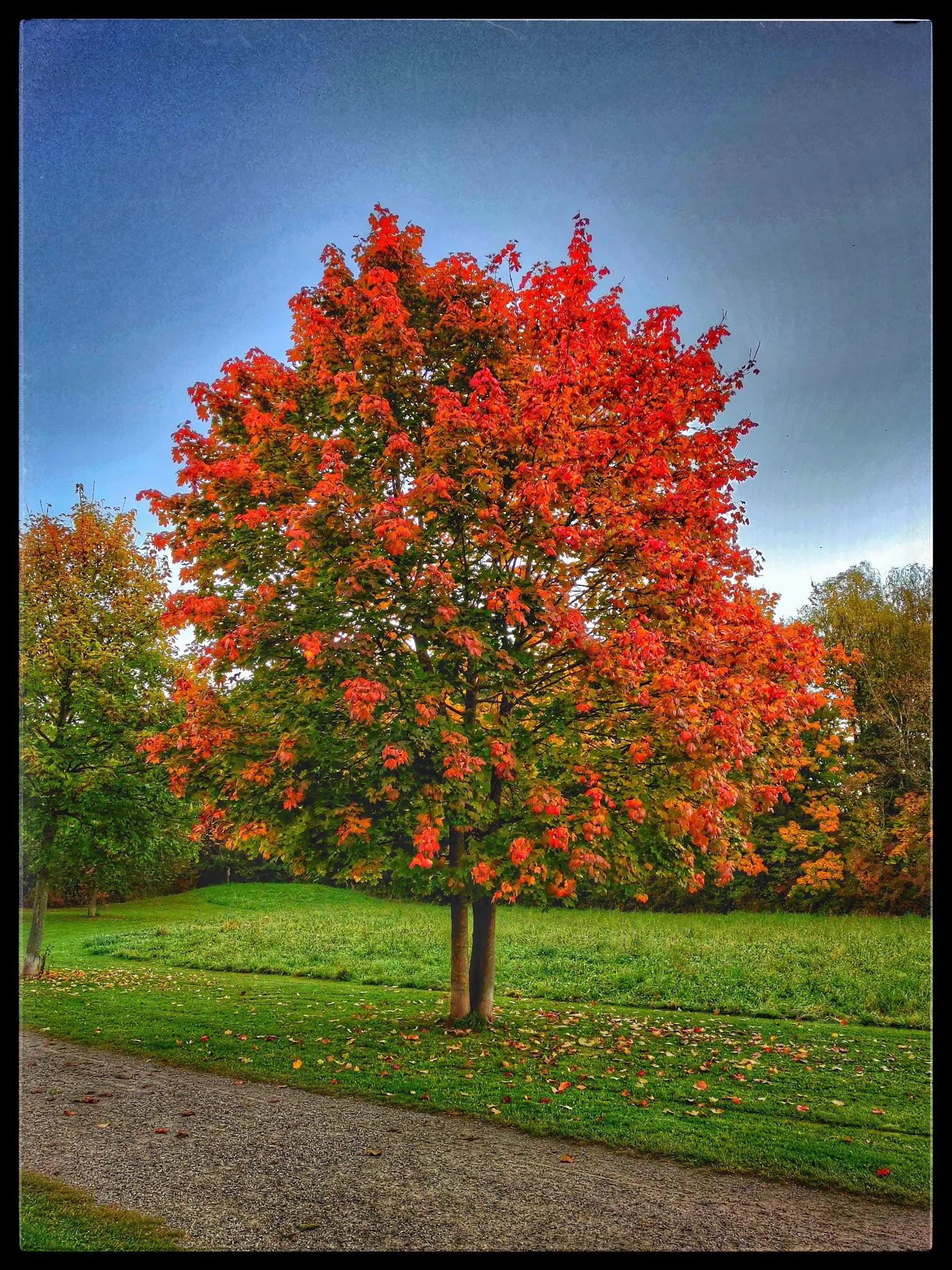 Leuchtend roter Ahornbaum im Herbst