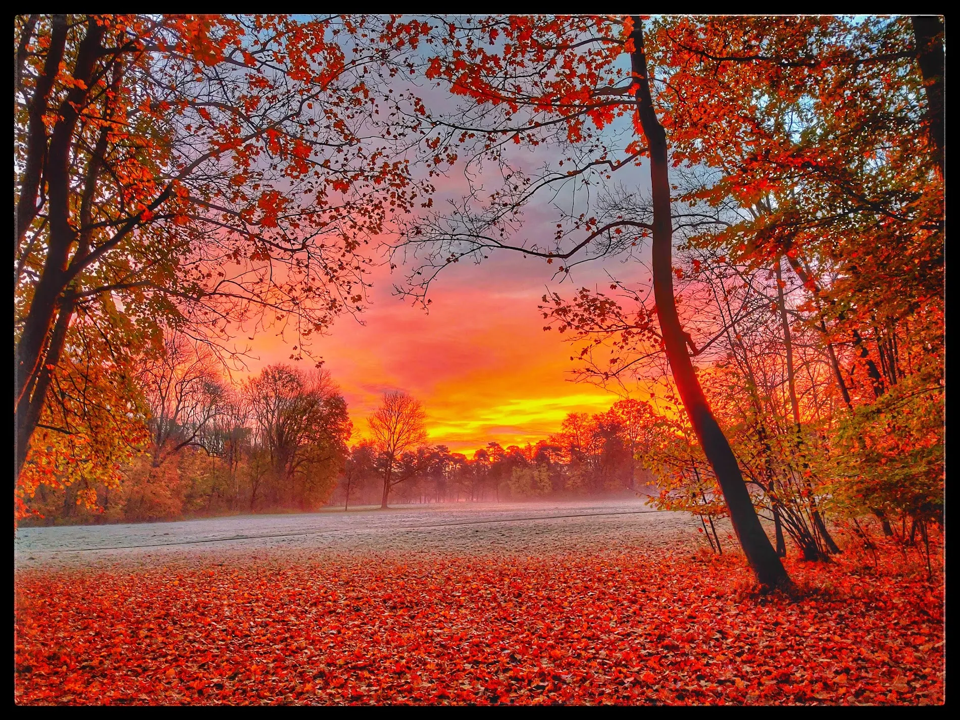 Feuriger Herbstsonnenaufgang im Wald