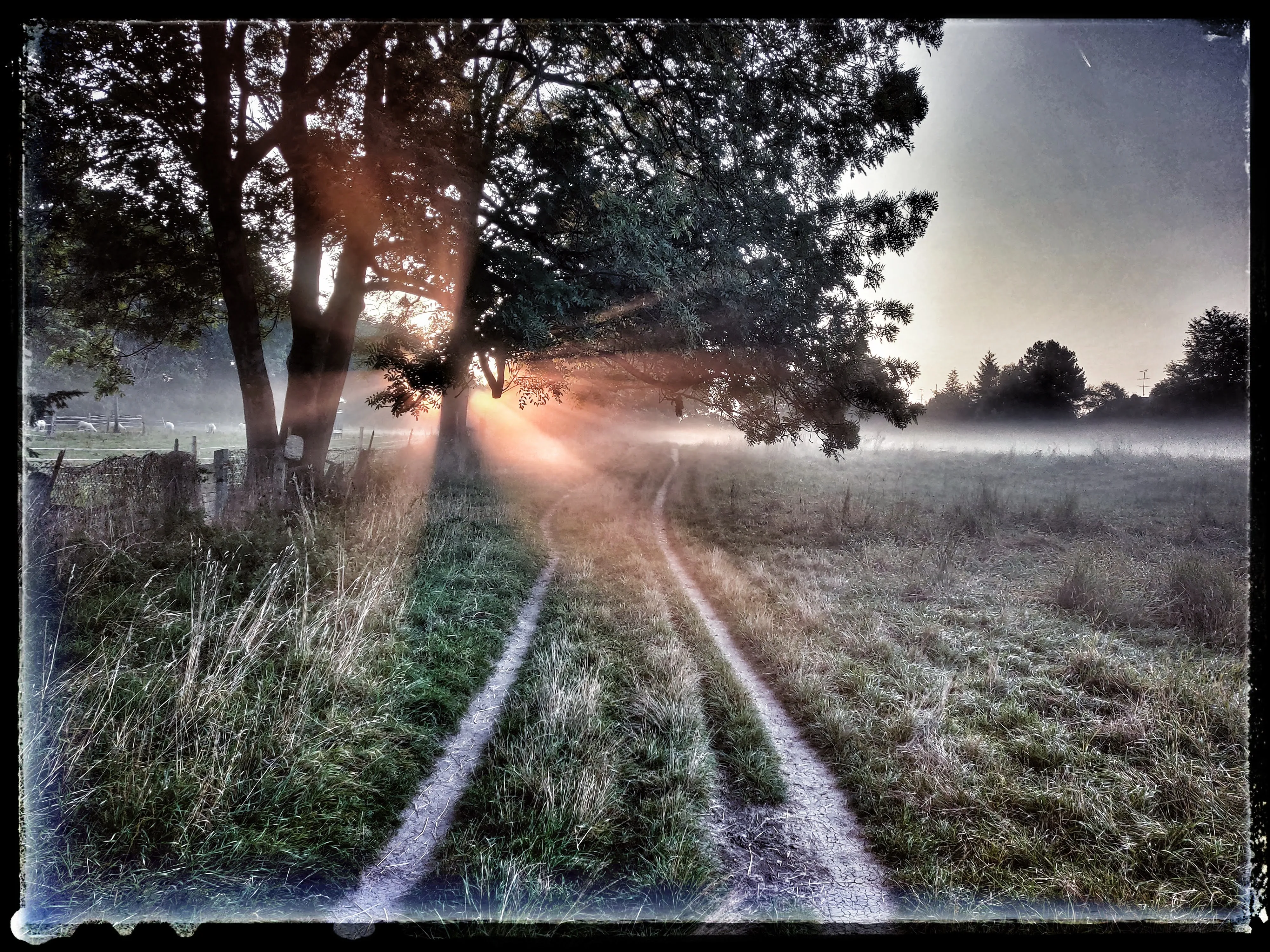 Nebliger Feldweg bei Sonnenaufgang